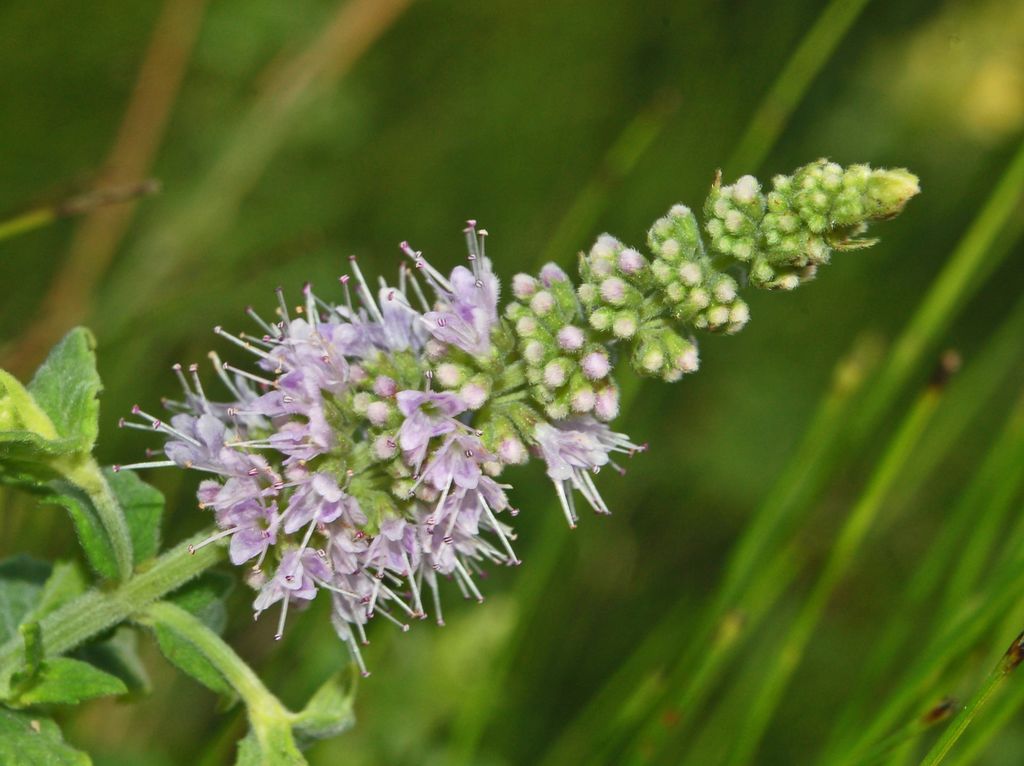 Una modesta pianticella Mentha sp. ,